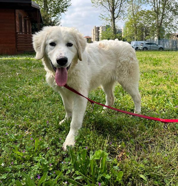 Lella Deliziosa Maremmanina